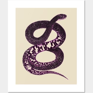 serpent,cobra,reptile,viper,venom,lizard,rattlesnake,king cobra Posters and Art